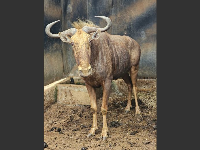 GOUE WILDEBEES | TANGARA LODGE