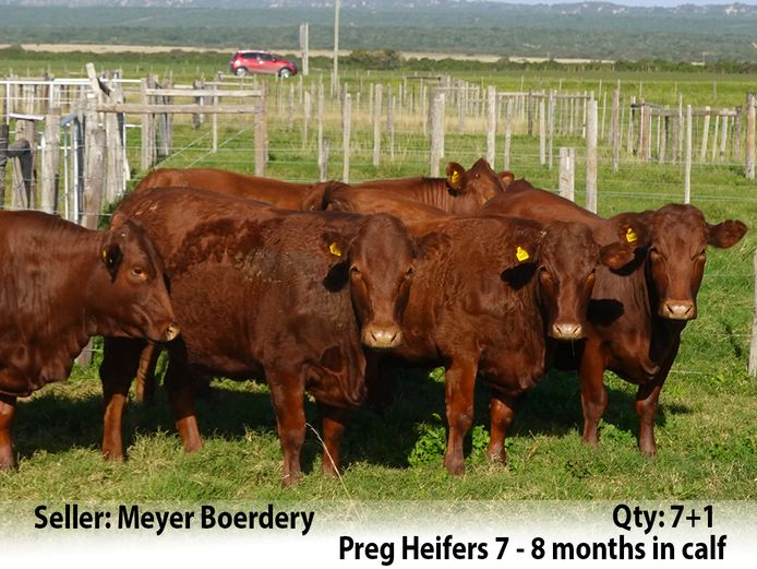 Commercial Animals | Meyer Boerdery
