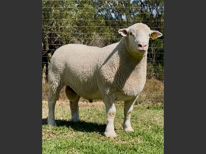 DH 240040 | HEYMAN DORMERS