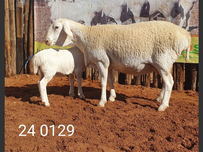 24 129 | Johan Stadler