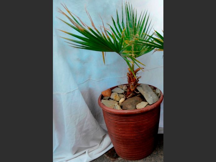 FAN PALM IN PLANTER, 45cm Diameter x 46cm High