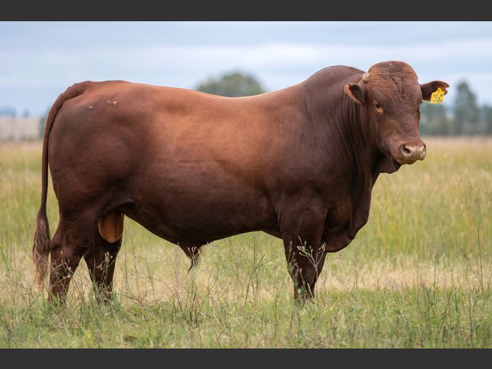 HFB 240028 | HUGO-FRANS BOERDERY