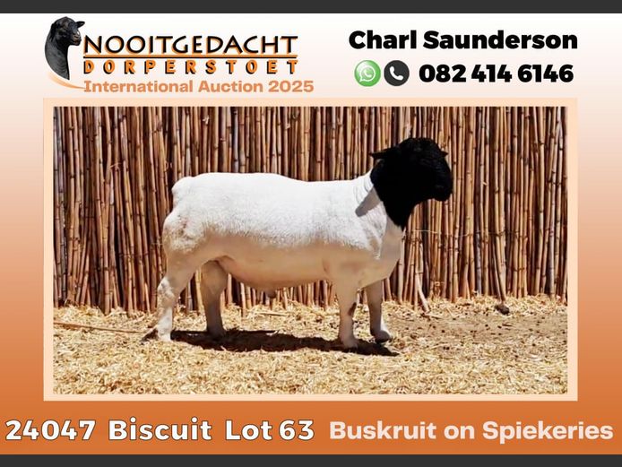 2250 24 0047 | Nooitgedacht Dorpers