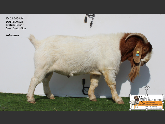 21-0028UK | Kahaze Boergoat Stud