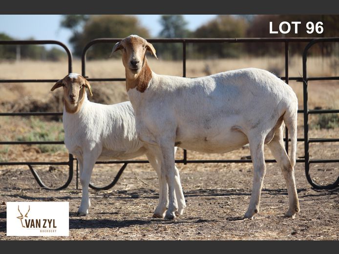 21-179 | VAN ZYL BOERDERY BOSVELDERS