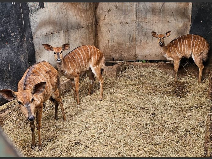 NYALA | BUFFELSPOORT