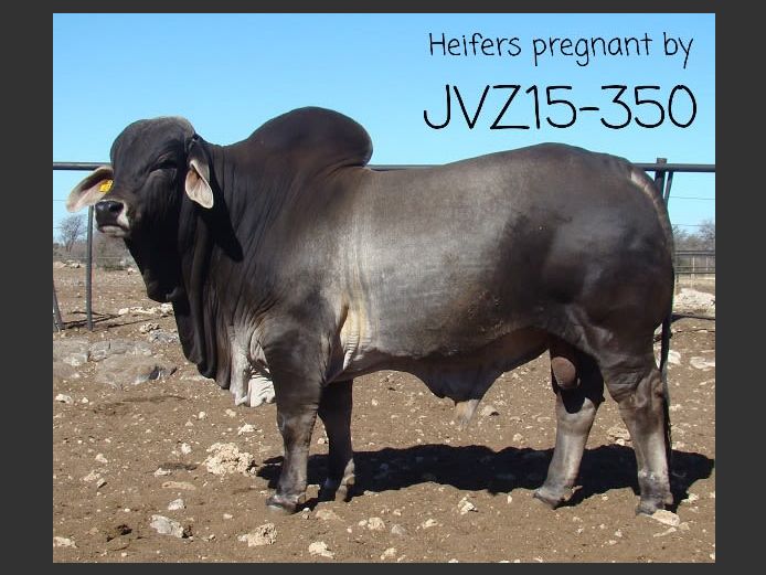 JVZ18348