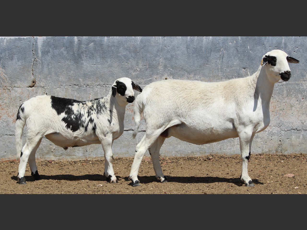 Lot 21B | PLATINUM MEATMASTER PRODUKSIEVEILING | SwiftVEE | Livestock ...