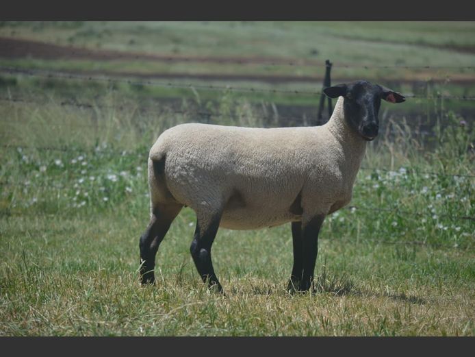 301 240006 | TWEESEUNS