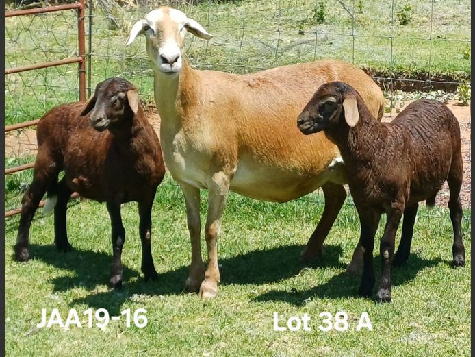 JAA 21-25 | Aucamp Meatmasters