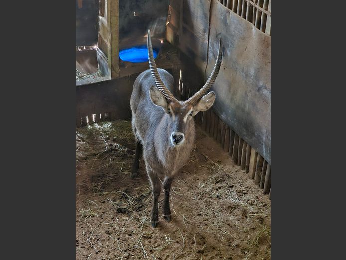 WATERBOK | LEGENDS / ENTABENI