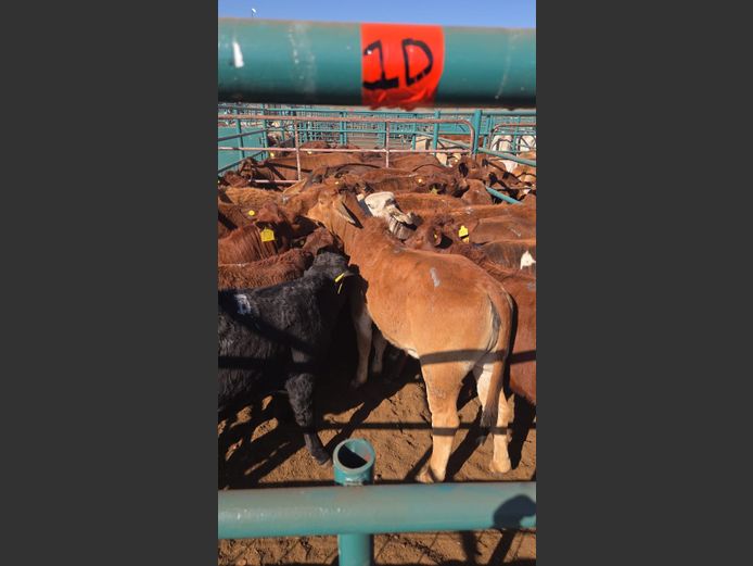 AGRA GOBABIS WEANER AUCTION