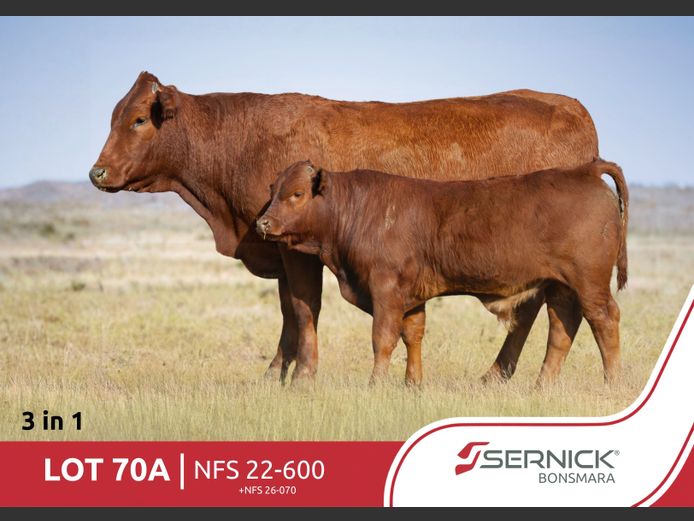 NFS 220600 | SERNICK BONSMARA STOET