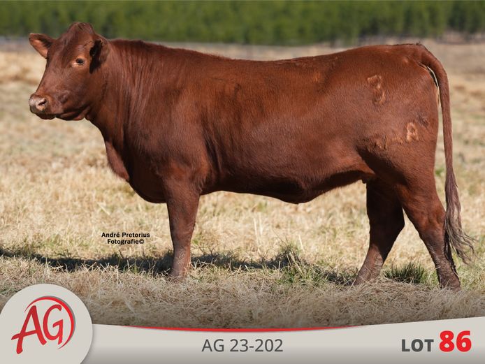 AG230202 | ARTHUR DE VILLIERS & SEUN