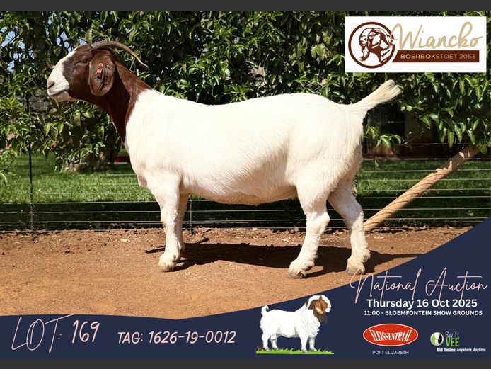 1626-19-0012 | Jacques Combrinck (Wiancko Boerbokstoet)