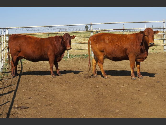 Commercial Animals