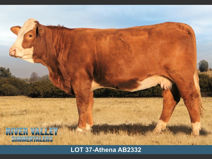 AB2332 | PA ABRAHAMSE