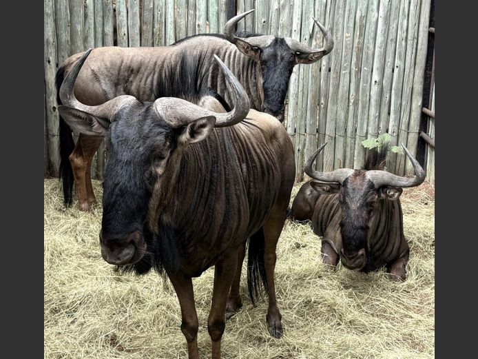 Blou Wildebees Bulle