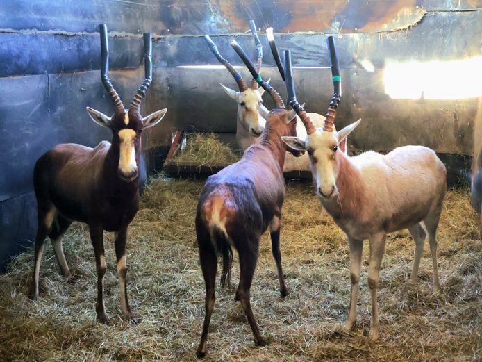 WIT BLESBOK | AL BADENHORST