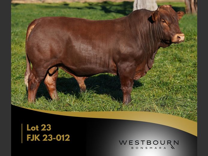FJK 230012 | WESTBOURN BONSMARAS
