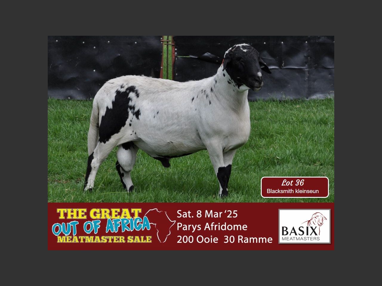 Lot 36 | THE GREAT OUT OF AFRICA MEATMASTER SALE | SwiftVEE | South ...