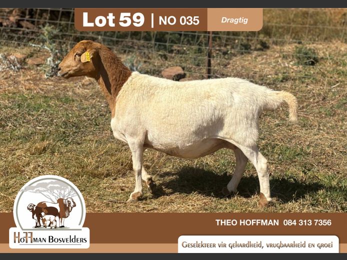 035 | HOFFMAN BOSVELDERS