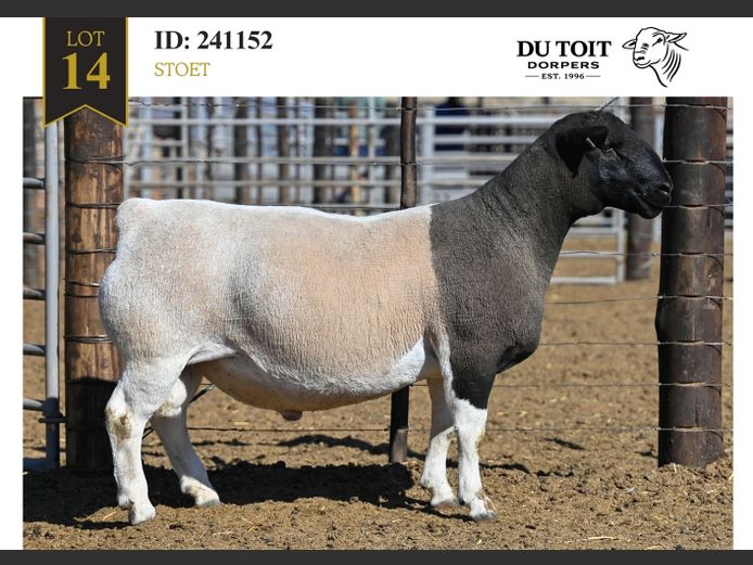 241152 | DU TOIT DORPERS