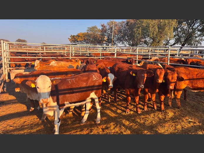 AGRA GROOTFONTEIN WEANER AUCTION