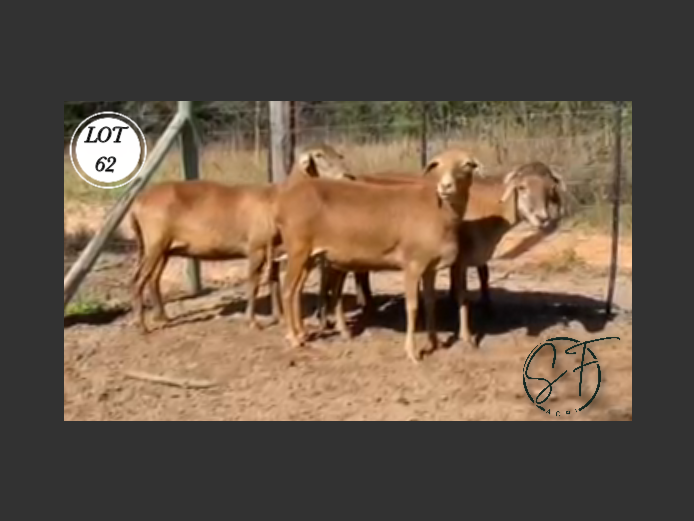 Ewes | SF Agri Meatmasters