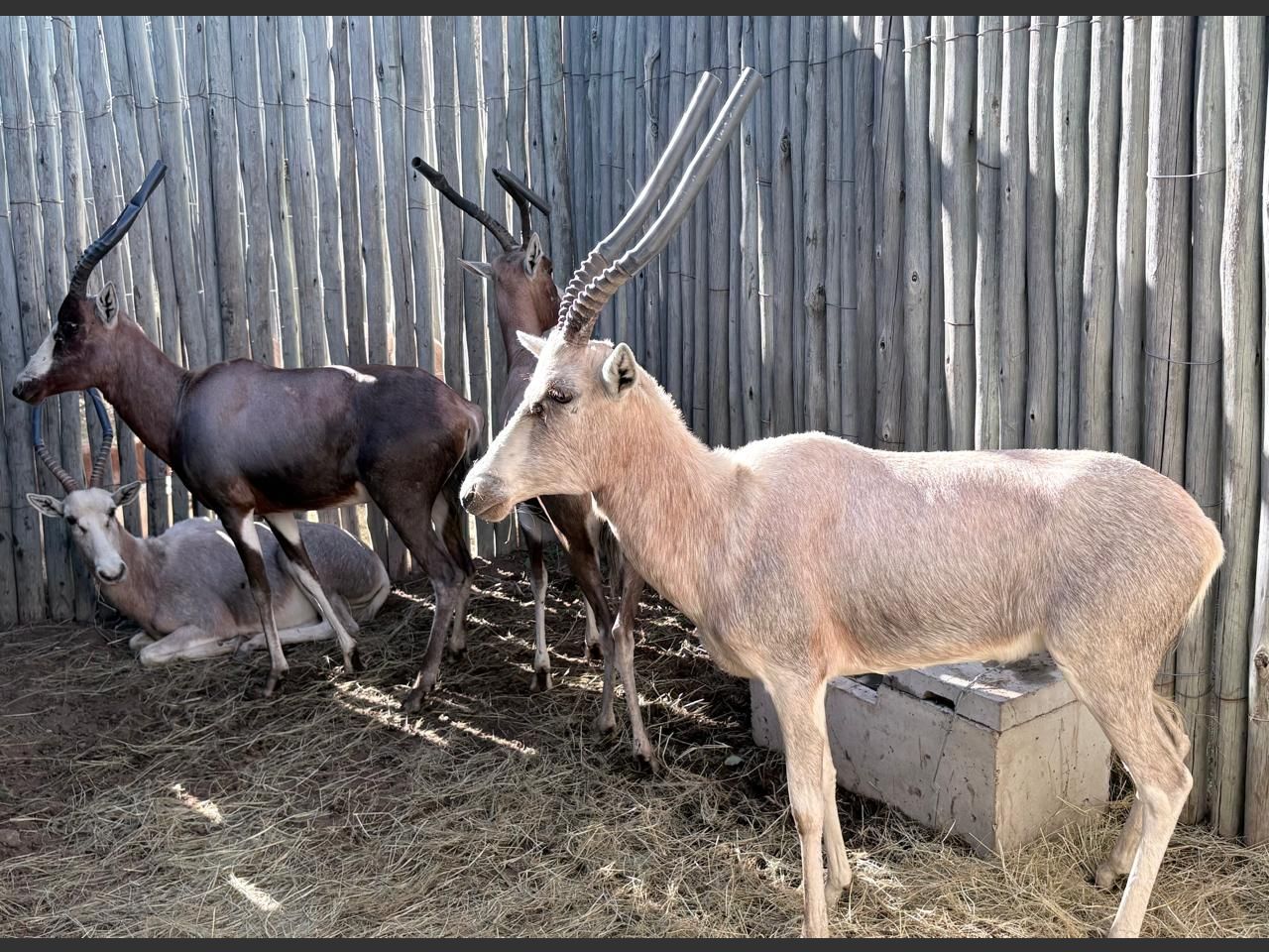 images
