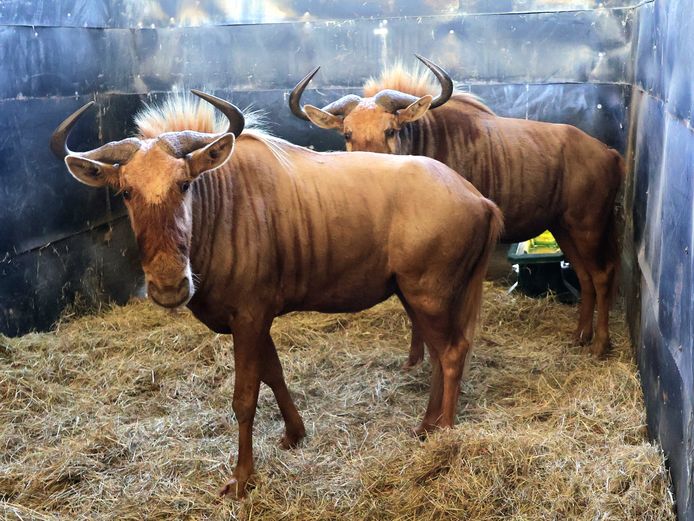 GOUE WILDEBEES | EZELSFONTEIN TRUST