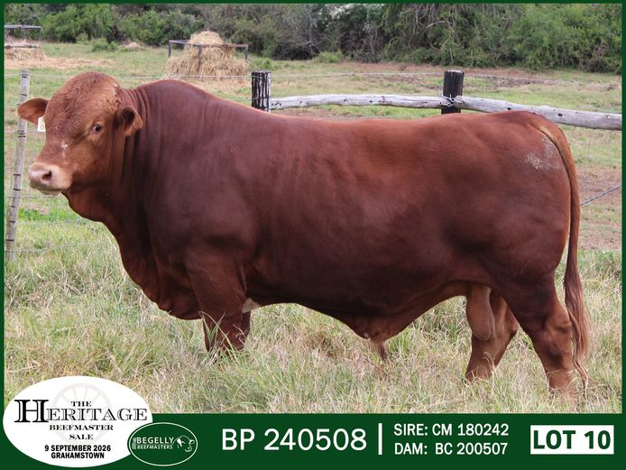 BP 240508 HH | BEGELLY BEEFMASTERS