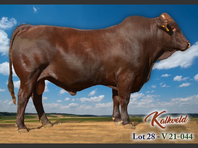 V  210044 | KALKVELD BOERDERY