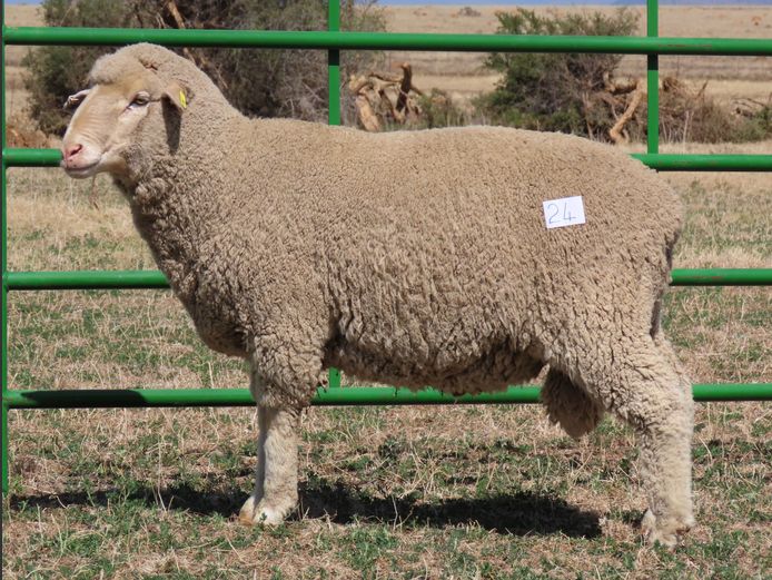 9 | Rooipoort Poenskop Merinos                
