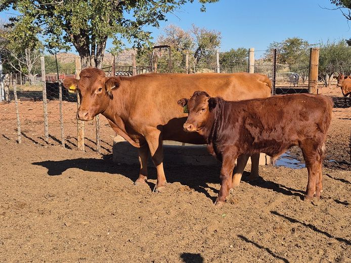 19-0080DDS | DANE DEXTER STUD