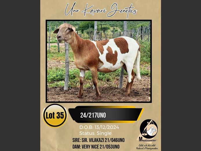 24/217UNO | UNO KAVARI GENETICS 