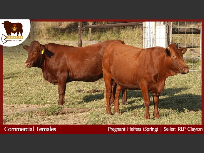 Commercial Animals | RLP Clayton