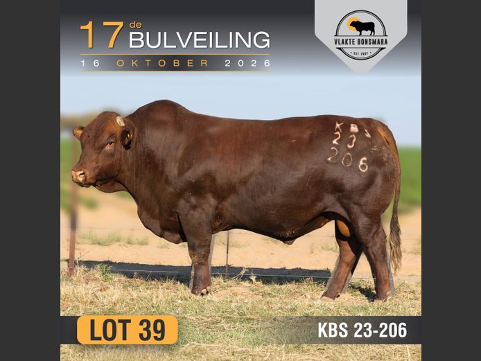 KBS230206 | KAMEELDORING BONSMARA
