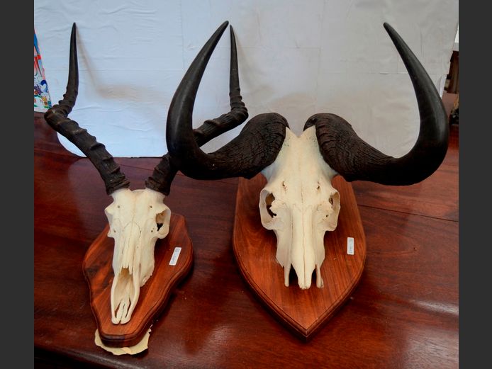 LOT OF 2: WALL MOUNT SKULLS & HORNS