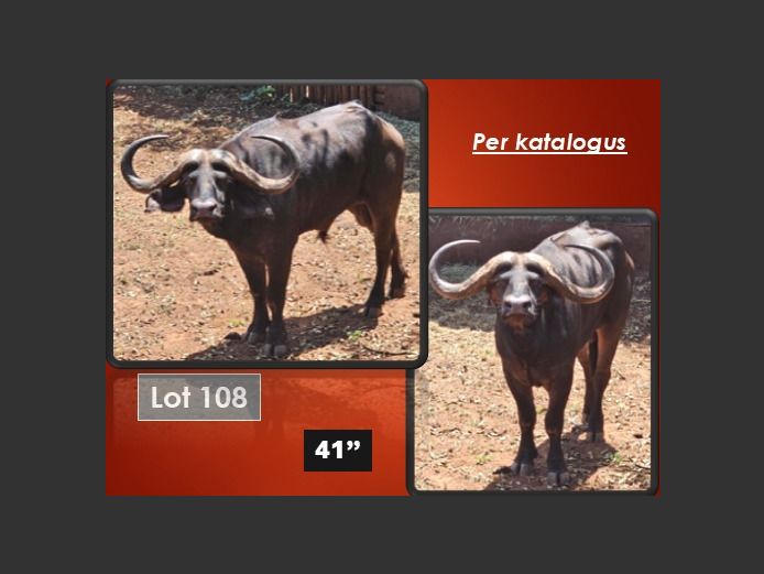 BUFFALO 41" | BIG HORN - NABOOM