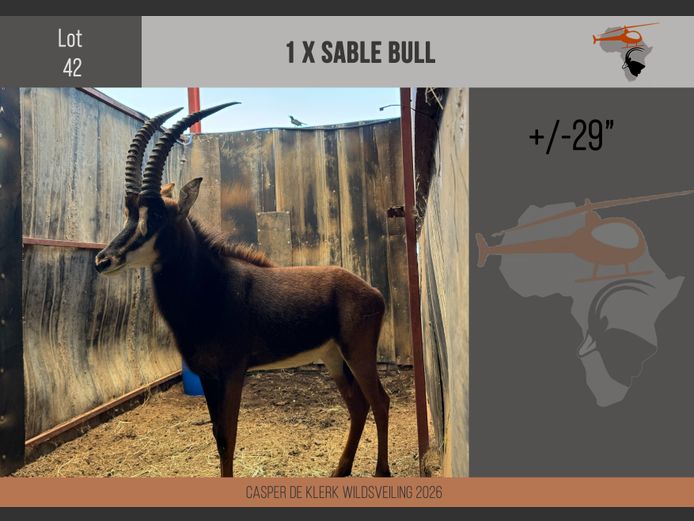 Sable (+- L29" R27")