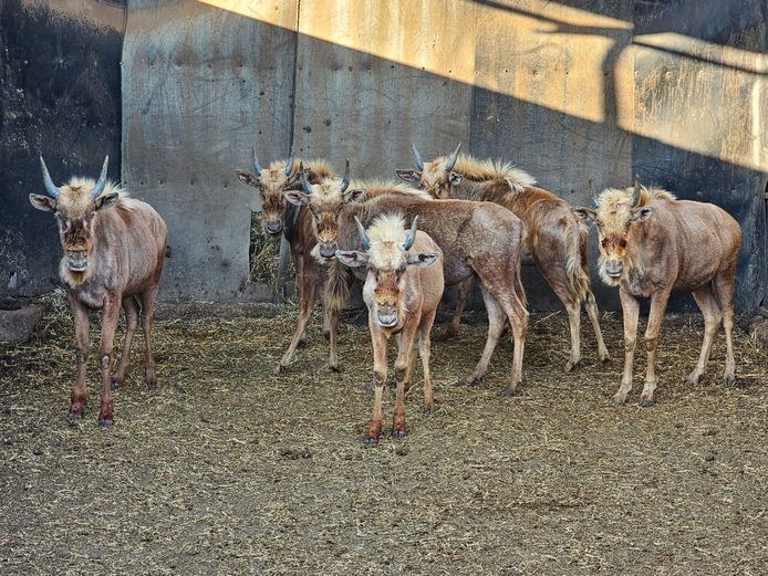 GOLDEN GNU | AYLESHAM TRUST