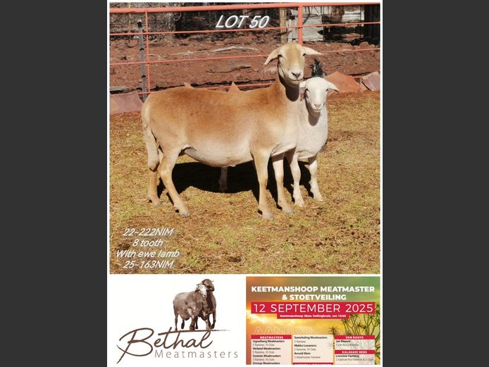 BETHAL MEATMASTERS | 22-222NIM