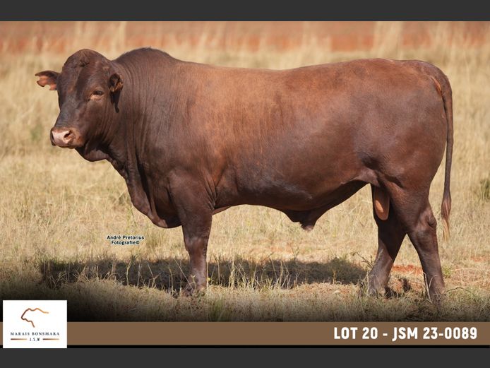 JSM 230089 | MARAIS BONSMARAS