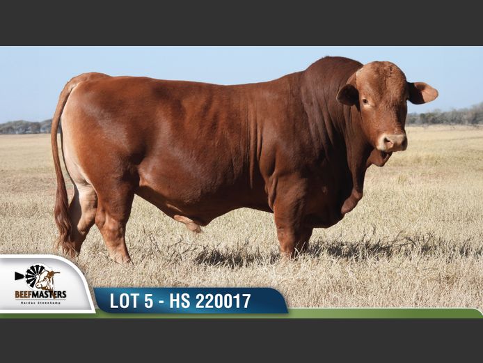 HS220017 | HARDUS-STEENKAMP