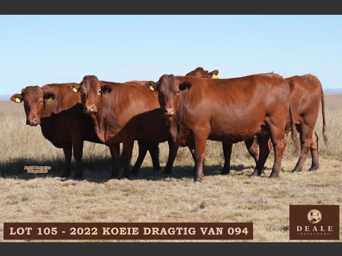 Dragtige koeie