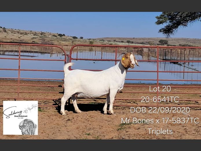 20-6541TC | THEUNS COETZEE
