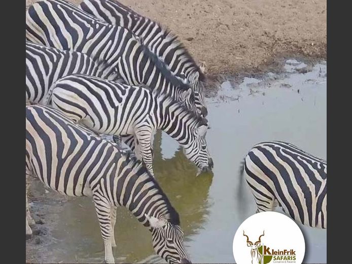 Chapman Zebra | WATERBERG PLATO GAME BREEDERS