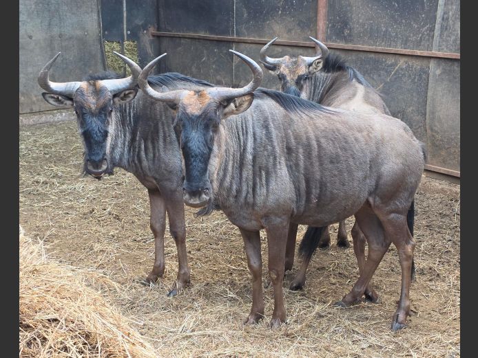 BLOUWILDEBEES | IMPISI SAFARIS