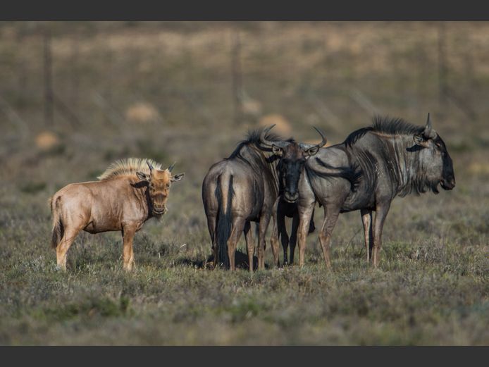Blouwildebees | Quaggasfontein